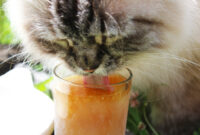Katze trinkt- Katzendrink