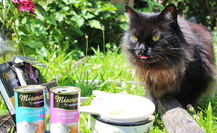 Verkostung Miamor Cat Snack Malt-Cream Vorteilspack 4x24x15gKatzendrinks, damit die Katze mehr trinkt