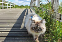 Katze an der Leine auf Brücke