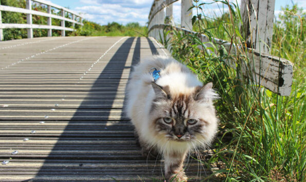 Katze an der Leine auf Brücke