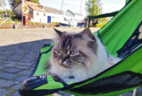 Mit Katze verreisen – Bienvenue en France