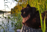 Katze am Fluss