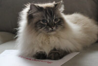 Gesunde Katze: Katzenversicherung & Katze im Notfall versorgen
