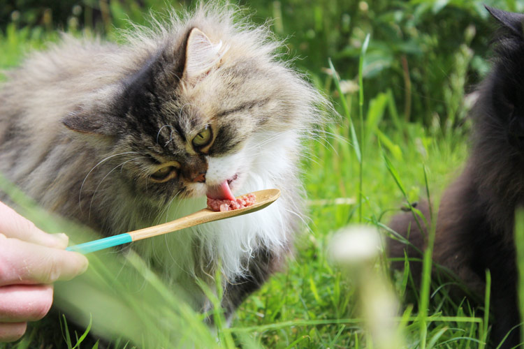 Katzenfutter ohne Getreide im Test durch Katze- Miamor Feine Beute